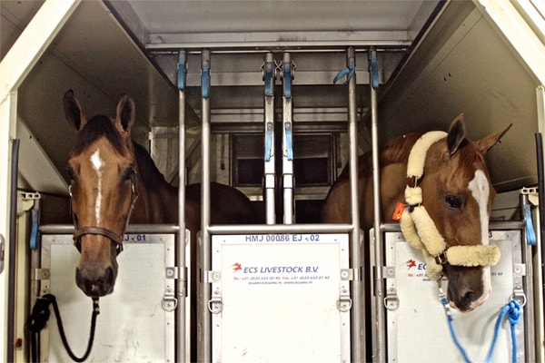 Horses in Container